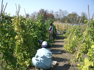 紫花豆、虎豆の収穫